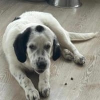 Nelly, eine süße Knutschkugel, Hündin zur Adoption