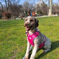 ❤Nancy...sieht nur noch Schatten😔, Hündin zur Adoption