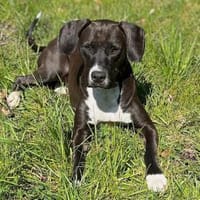 Cilla sucht geduldige Menschen, Hund zur Adoption