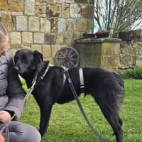 Biene - Schüchterne sucht ruhiges Umfeld, Hündin zur Adoption