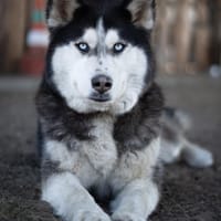 Agile, ältere Husky Hündin, Hündin zur Adoption