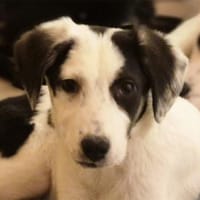 Emily - wartet in 96160 Geiselwind, Hündin zur Adoption