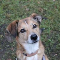 Igor,ruhig, klug u. bereit für sein Zuha, Hund zur Adoption