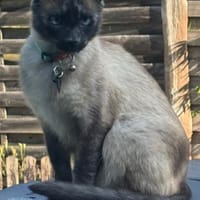 Yoki eine Bilderbuchkatze in Bayern, Katze zur Adoption