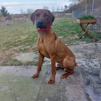 Kijano sucht sein Traumschloss, Hund zur Adoption