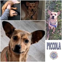 PICCOLA * sucht Frauchen z Pferdestehlen, Hündin zur Adoption