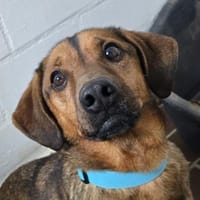 Alejandro ein toller Typ sucht Zuhause, Hund zur Adoption