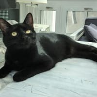 Nora sucht liebevolles Zuhause, Katze zur Adoption
