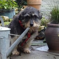 Schorchi - wartet in 53557 Bad Hönningen, Hündin zur Adoption