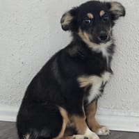 Die kleine Petunia sucht ihre Familie, Hündin zur Adoption