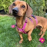 Gundi sucht ihre Herzensmenschen, Hündin zur Adoption