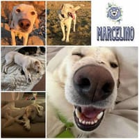 MARCELINO * sanfter Typ m klaren Grenzen, Hund zur Adoption