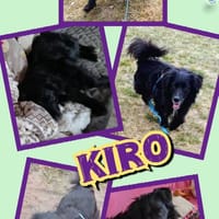 lieber Rüde Kiro auf PS 90765, Hund zur Adoption