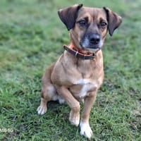 RAYA ❤ Dackel Mix Herzchen, Kranenburg, Hündin zur Adoption