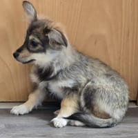 Die kleine Fleur sucht ihre Familie, Hündin zur Adoption