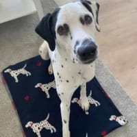 Limon sucht ein Zuhause, Hund zur Adoption