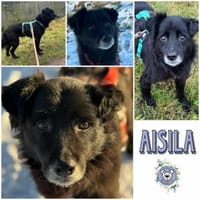 AISILA * sanfte ruhige Hündin, Hündin zur Adoption