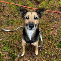 Optimista, tapfere Hundemama ca. 10 J., Hündin zur Adoption