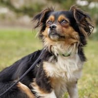 LILLIE LOU, anfangs etwas schüchtern, Hündin zur Adoption