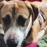 Benjamin Blümchen sucht dich, Hund zur Adoption