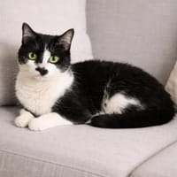 Aria Verschmustes ruhiges Katzenmädel, Katze zur Adoption