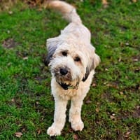 Püppi, schüchterne Hundedame, 1J., Hündin zur Adoption