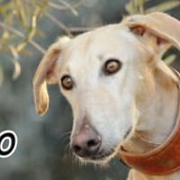 Vito sucht seine Familie ❤, Hund zur Adoption