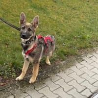 Darf Mal an Ihrem Leben teilhaben?, Hund zur Adoption