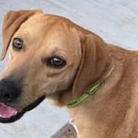 Fitz (zur Pflege in 59423 Unna), Hund zur Adoption