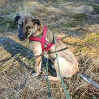 Scheues Hundekind Lucy sucht Heimat, Hündin zur Adoption