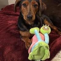 Nolang, schüchterner Herzenshund, ca. 1, Hund zur Adoption