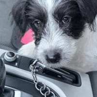 Zuhause gesucht für Malu, Hündin zur Adoption