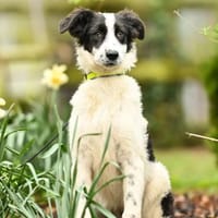 Geranea im Tierheim Lüdinghausen, Hündin zur Adoption