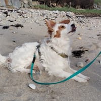 PACALOU, chien à adopter