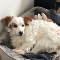 PACALOU, chien à adopter