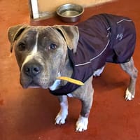 ACE PAA24134, chien à adopter