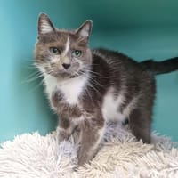 GRISETTE, chatte à adopter