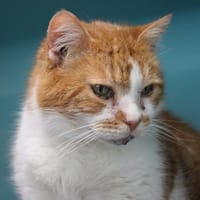 Comète, chatte à adopter