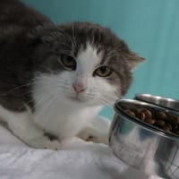 cerise, chatte à adopter