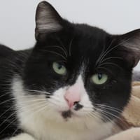 BASILE, chat à adopter