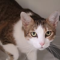 canelle, chatte à adopter