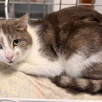 AZAR, chat à adopter