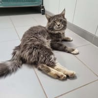 ULCANE, chat à adopter