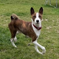 aki, chien à adopter