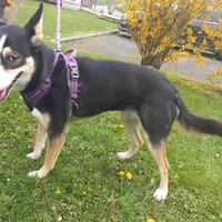 AZUR, chienne à adopter