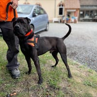 INDIANA, chien à adopter