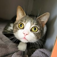 MIMI, chat à adopter