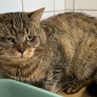 ROMEO, chat à adopter