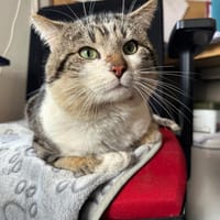 MASTOC, chat à adopter