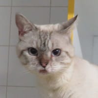 BIDON, chat à adopter